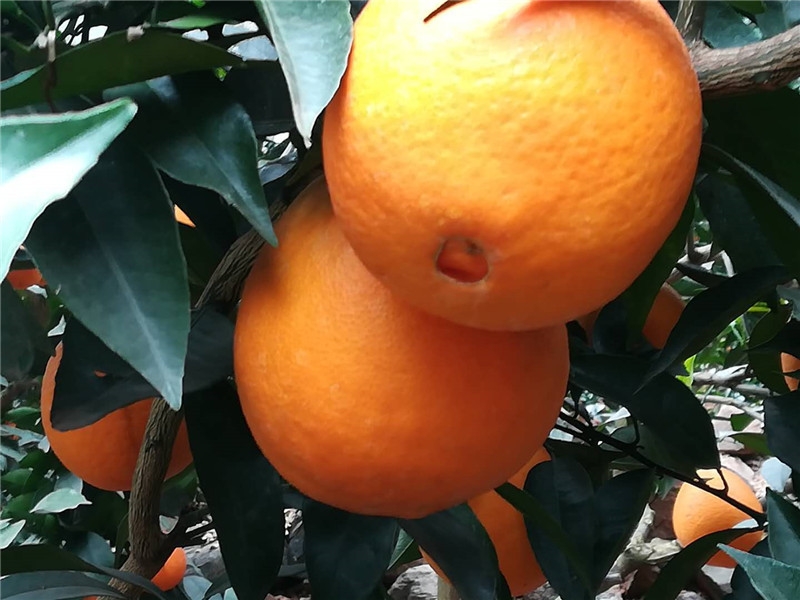 柑橘肥效实验