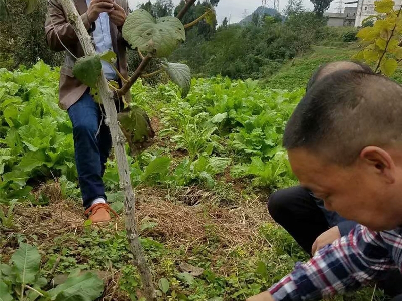 实地测试